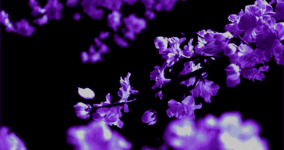 79qU.gif