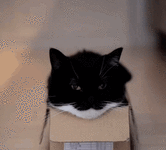 uni-cute-cat.gif