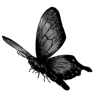 Ant