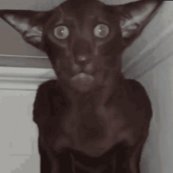 FURSHURE