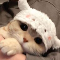 NotPlayer