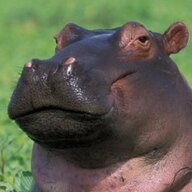 ThiccHippo