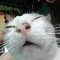 Lemonyeaa