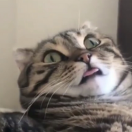 Fragmenthvh