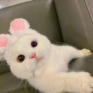 Kiisu