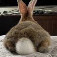 ilian