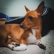 mellcatix
