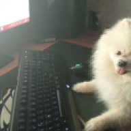 snowydog