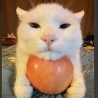 sillymodsyt