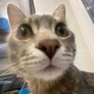 shavelpersik