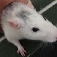 kaperek