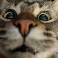 Mamaliga