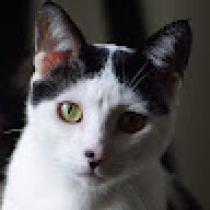 mooncatcat