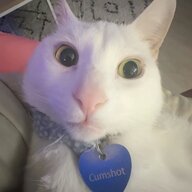 Avocatu
