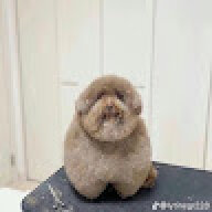 DIma228_super