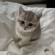 kitten11