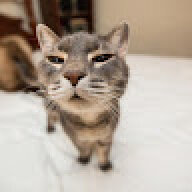 vitecat_f