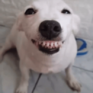 Pupsek777