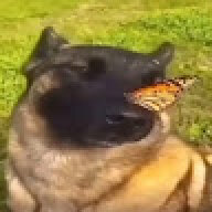 Kiwka