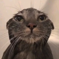 markiga
