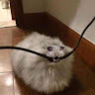 w1nciad