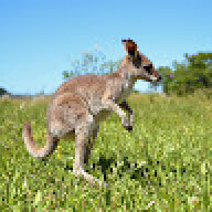 pannabu