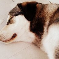 dogvtapke