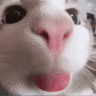 iqnut1337
