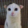 Harkki